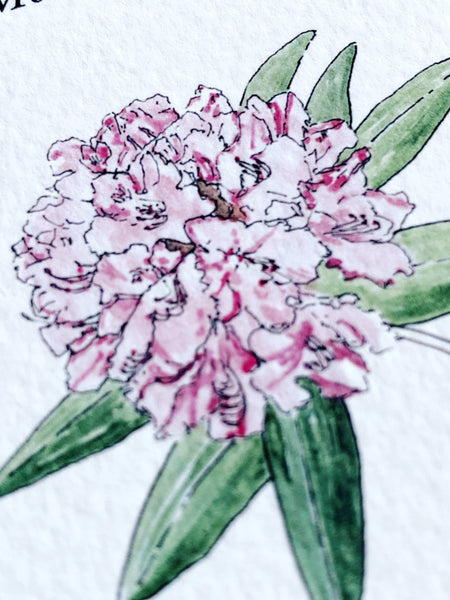 Washington State Flower Art Print